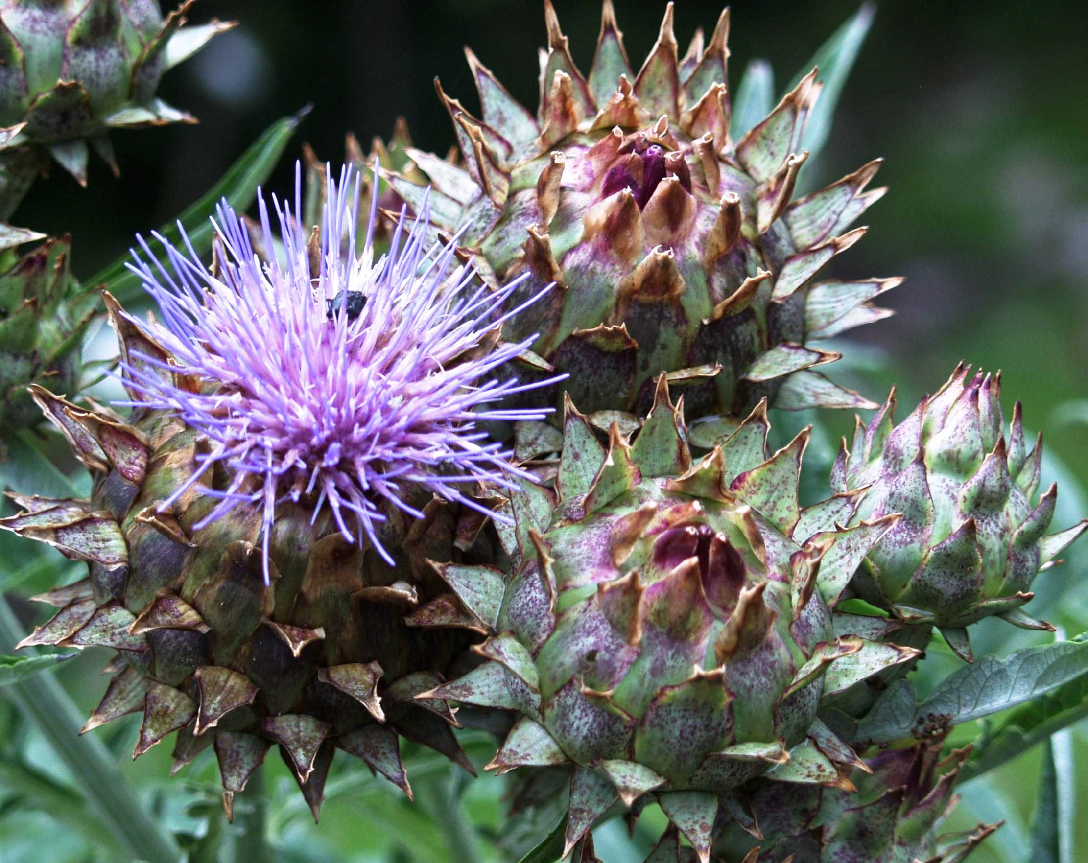 OLYMPUS DIGITAL CAMERA