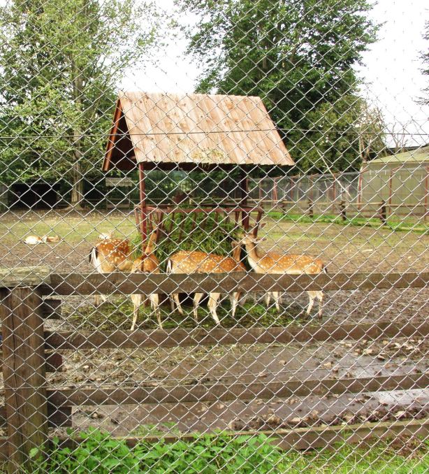 OLYMPUS DIGITAL CAMERA