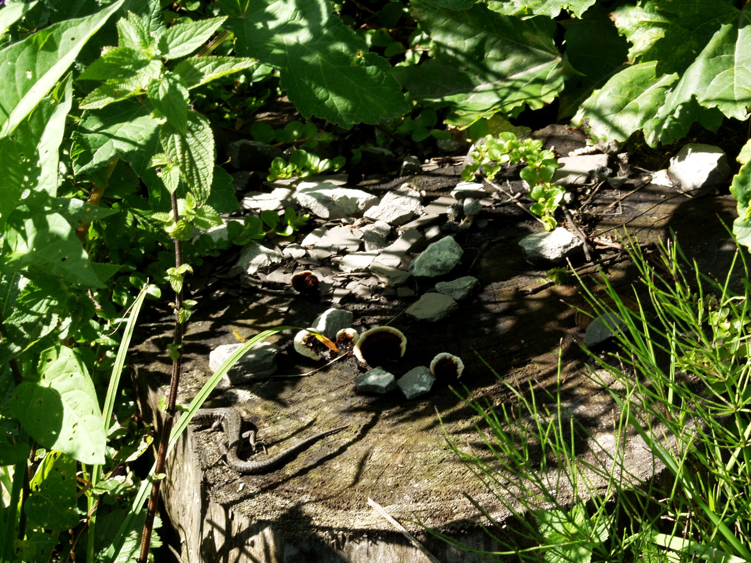 OLYMPUS DIGITAL CAMERA