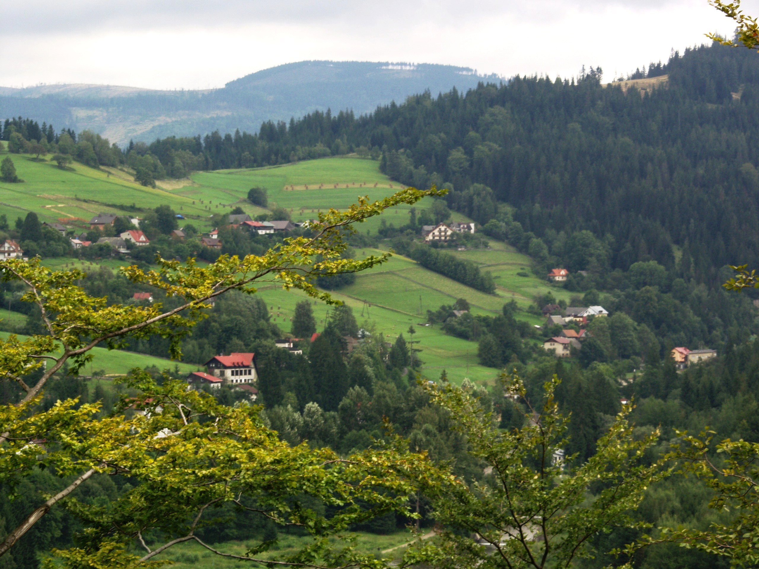 OLYMPUS DIGITAL CAMERA