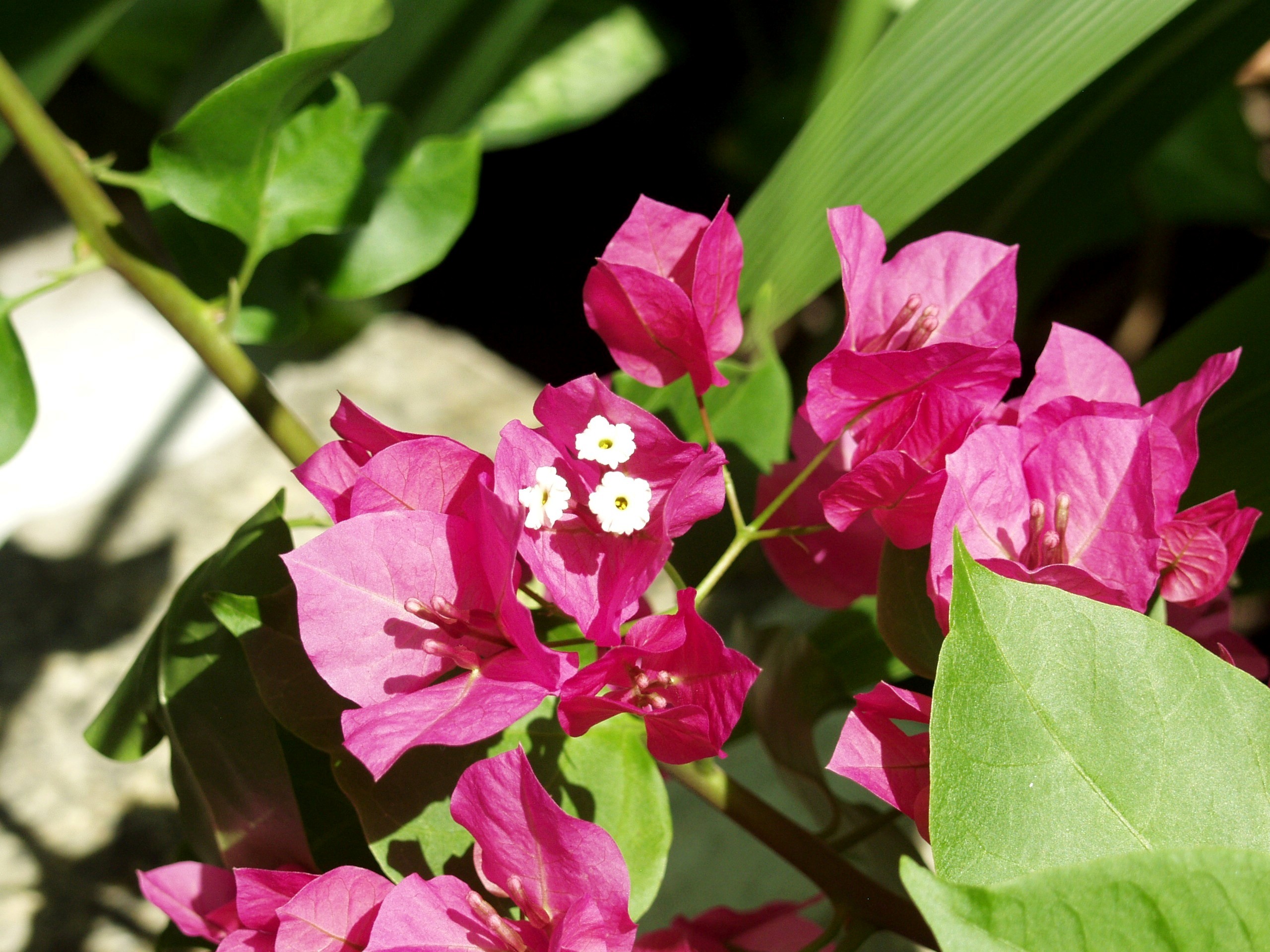 OLYMPUS DIGITAL CAMERA